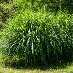 Chinaschilf 'Gracillimus' - Federleichtes Gras, große Wirkung