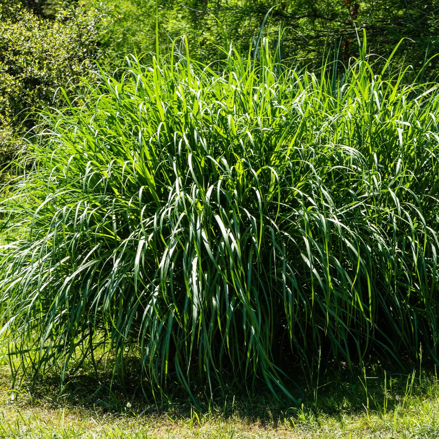 Chinaschilf 'Gracillimus' - Federleichtes Gras, große Wirkung
