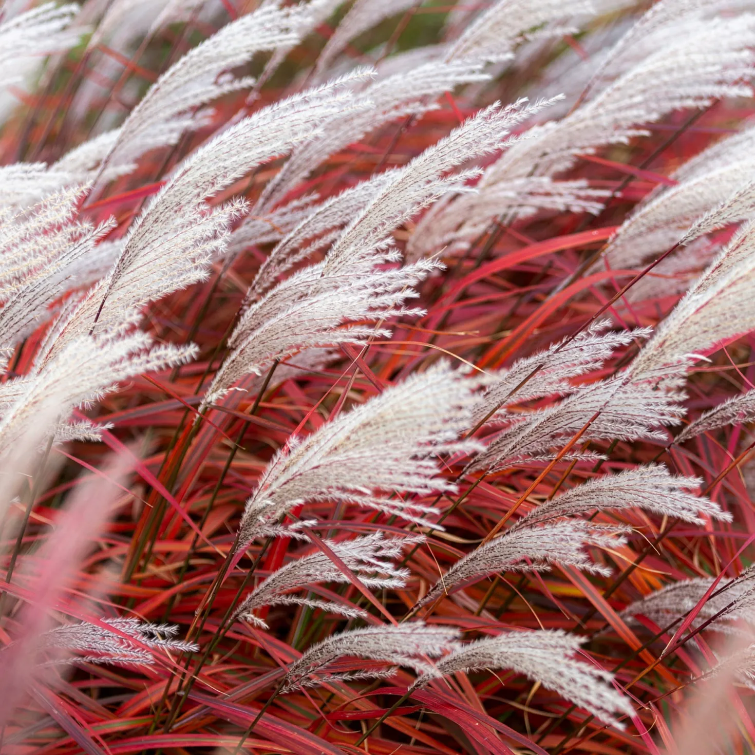 Chinaschilf Lady in Red - Rotes Federspiel im Wind