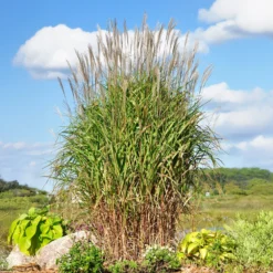 Chinaschilf 'Purpurascens' - Herbstfeuer im Garten