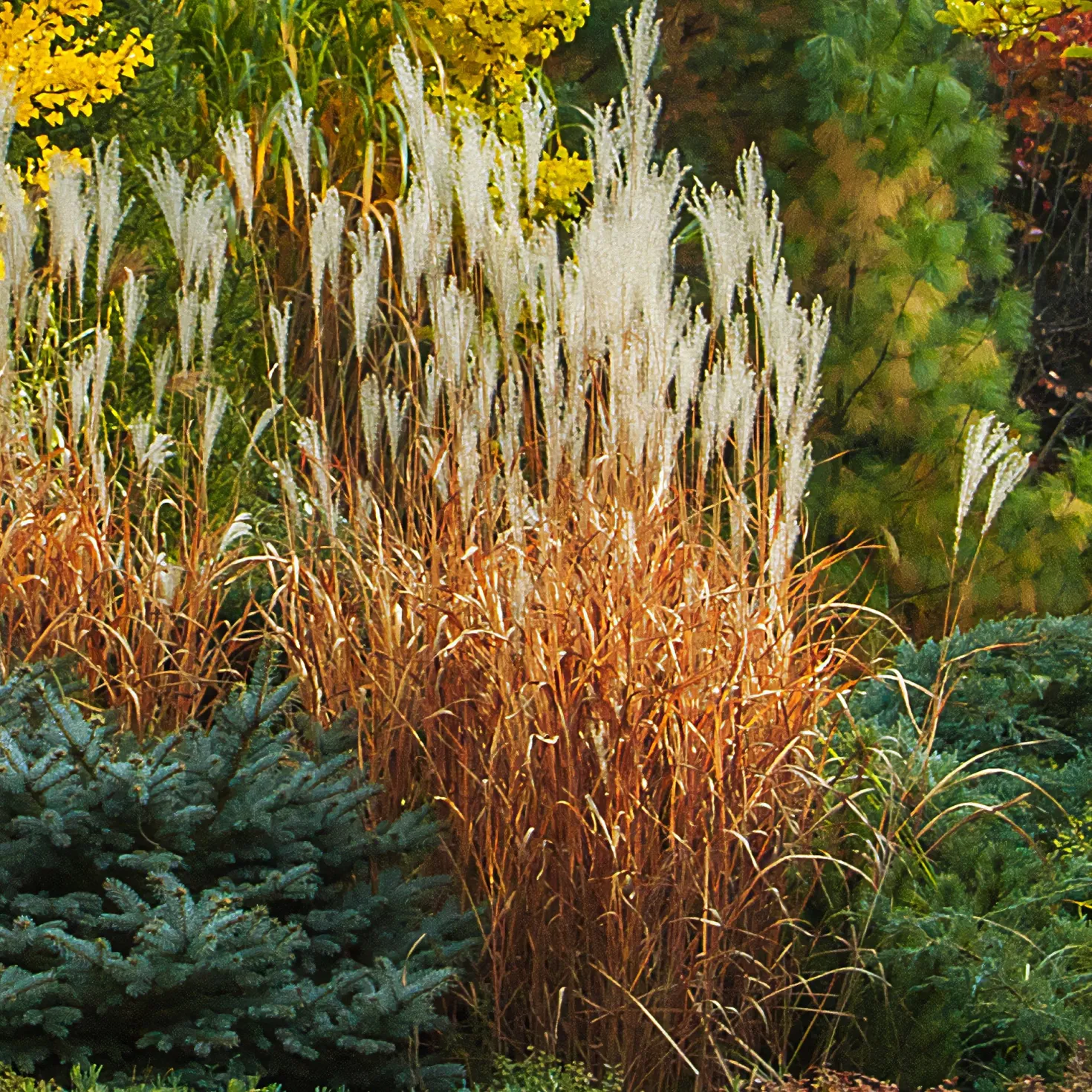 Chinaschilf 'Purpurascens' - Herbstfeuer im Garten