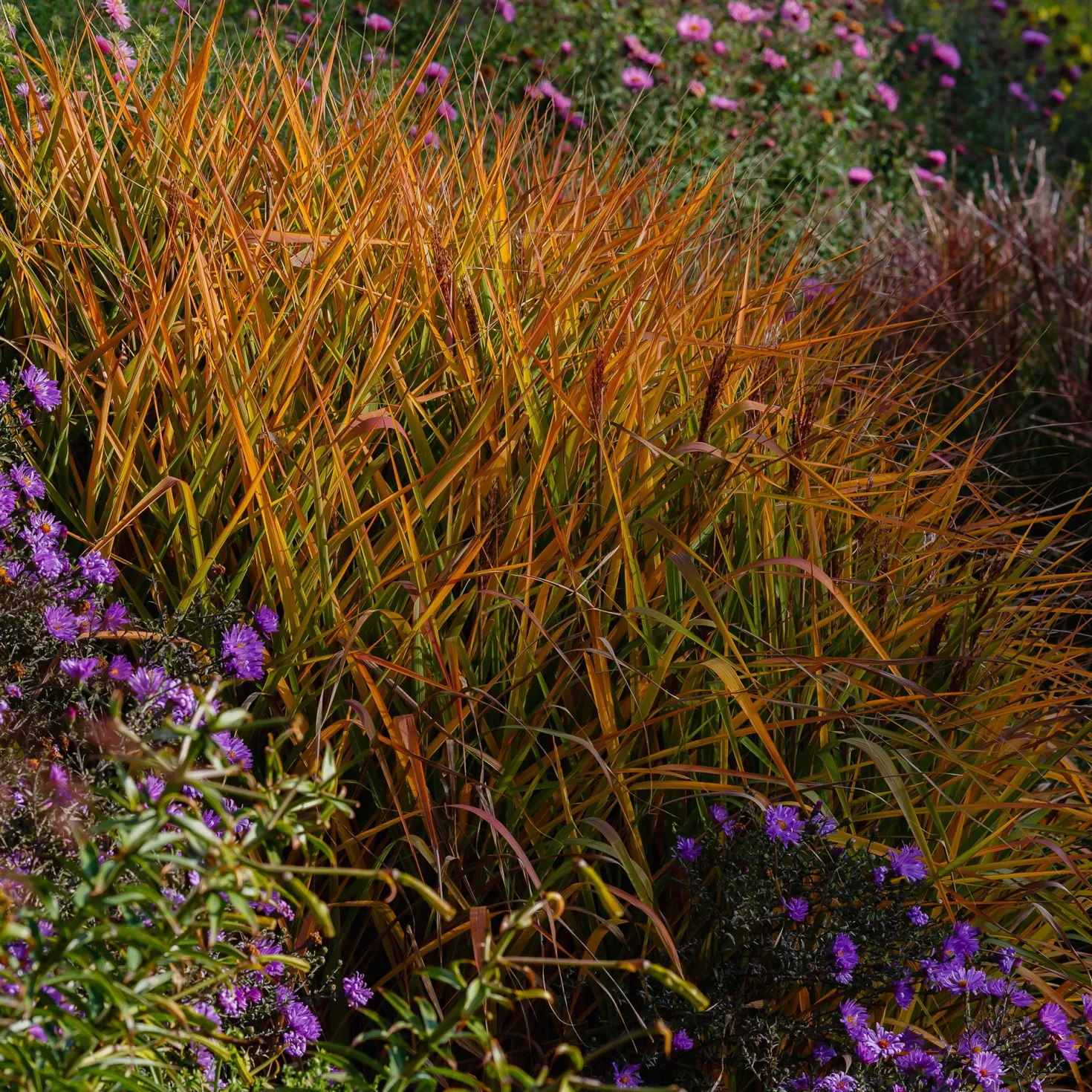 Chinaschilf 'Purpurascens' - Herbstfeuer im Garten
