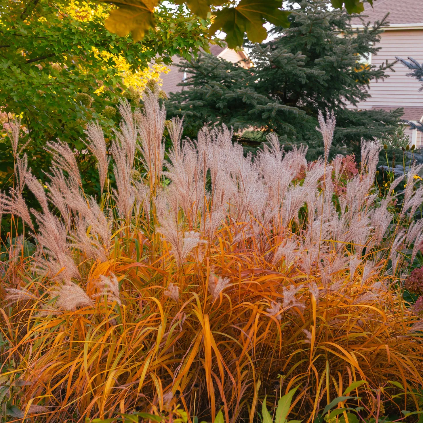 Chinaschilf 'Purpurascens' - Herbstfeuer im Garten