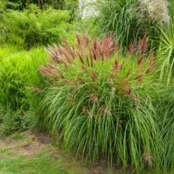 Chinaschilf Red Chief - Rote Federn im Herbstgarten