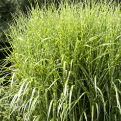 Chinaschilf ‘Zebrinus’ - Sofort mehr Struktur im Beet