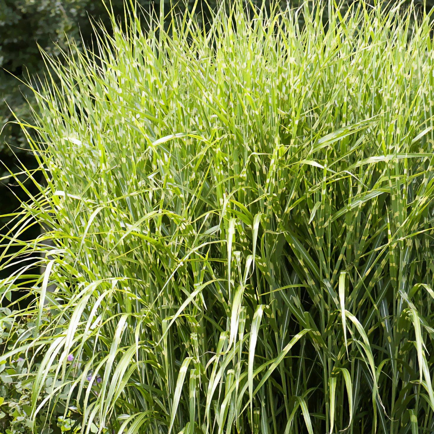 Chinaschilf ‘Zebrinus’ - Sofort mehr Struktur im Beet