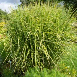 Chinaschilf ‘Zebrinus’ - Sofort mehr Struktur im Beet