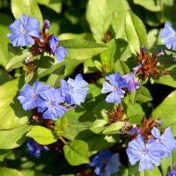 Chinesische Bleiwurz - Blaues Blütenmeer im Herbst