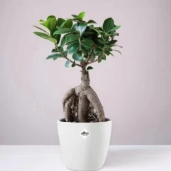 Chinesische Feige in weißem Blumentopf - Skulpturale Pflanze für Akzente