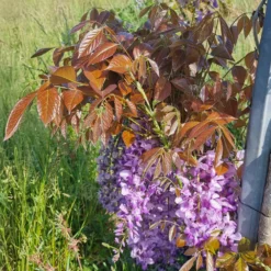 Chinesische Glyzinie Blue Line Copper Leo - Blüten-Kaskade in Blau