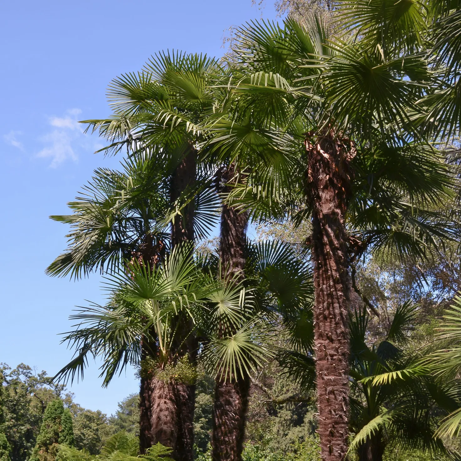 Chinesische Hanfpalme - Urlaubsfeeling im Garten