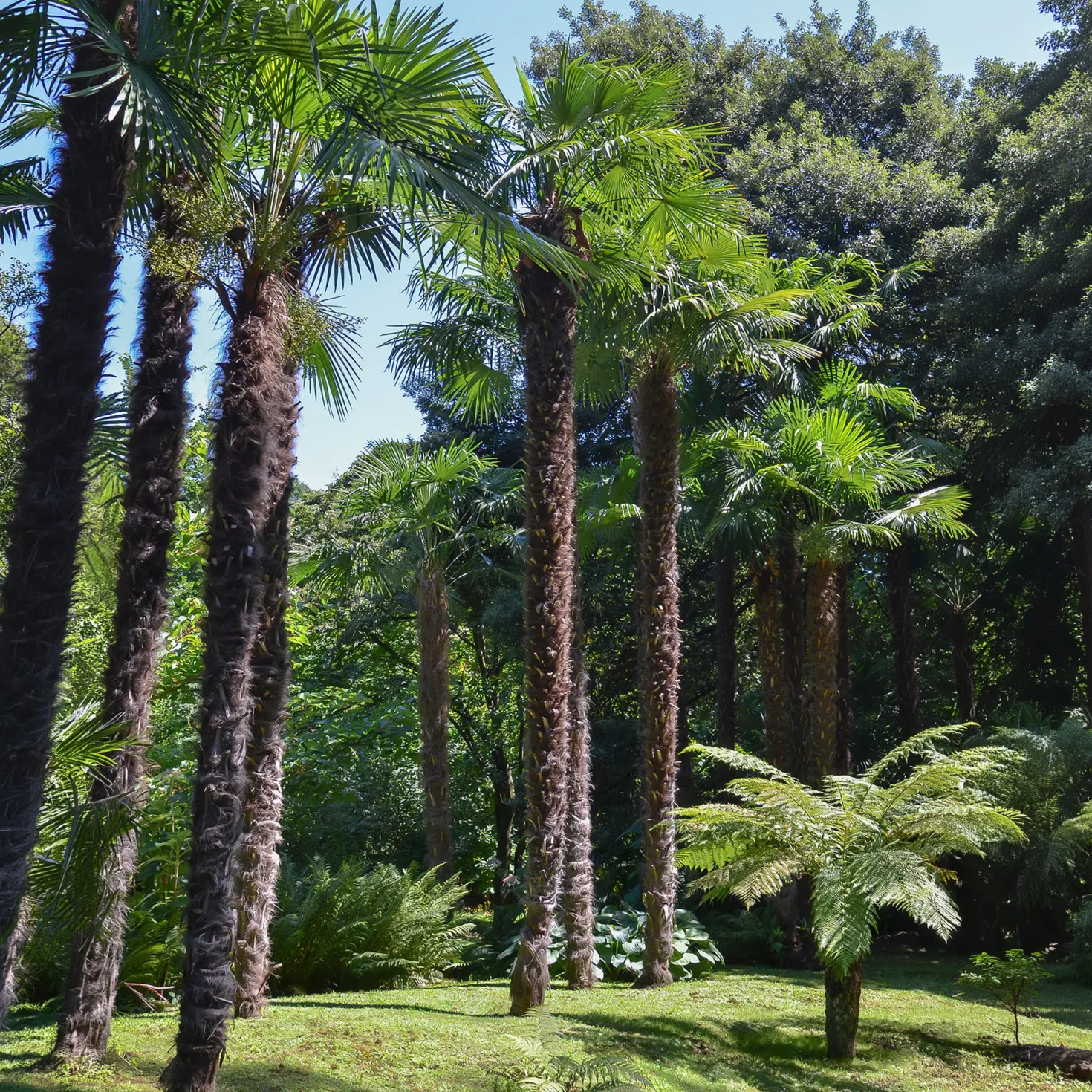 Chinesische Hanfpalme - Urlaubsfeeling im Garten