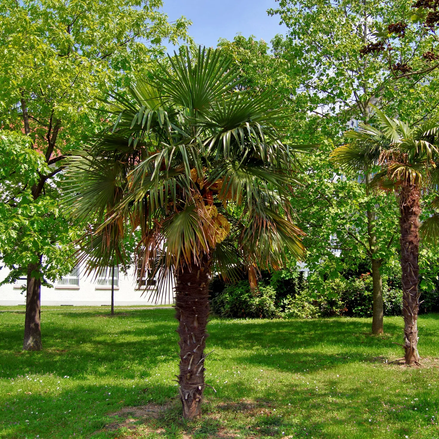 Chinesische Hanfpalme - Urlaubsfeeling im Garten