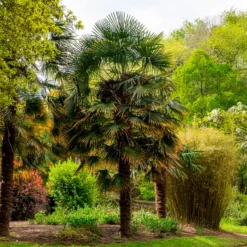 Chinesische Hanfpalme - Urlaubsfeeling im Garten