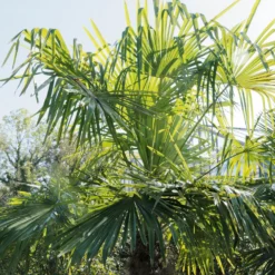 Chinesische Hanfpalme - Urlaubsfeeling im Garten