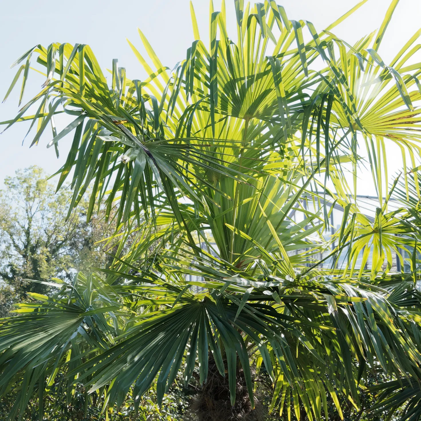 Chinesische Hanfpalme - Urlaubsfeeling im Garten