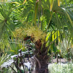 Chinesische Hanfpalme - Urlaubsfeeling im Garten