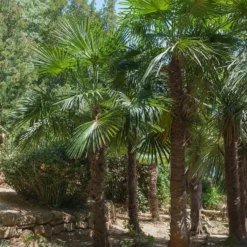 Chinesische Hanfpalme - Urlaubsfeeling im Garten