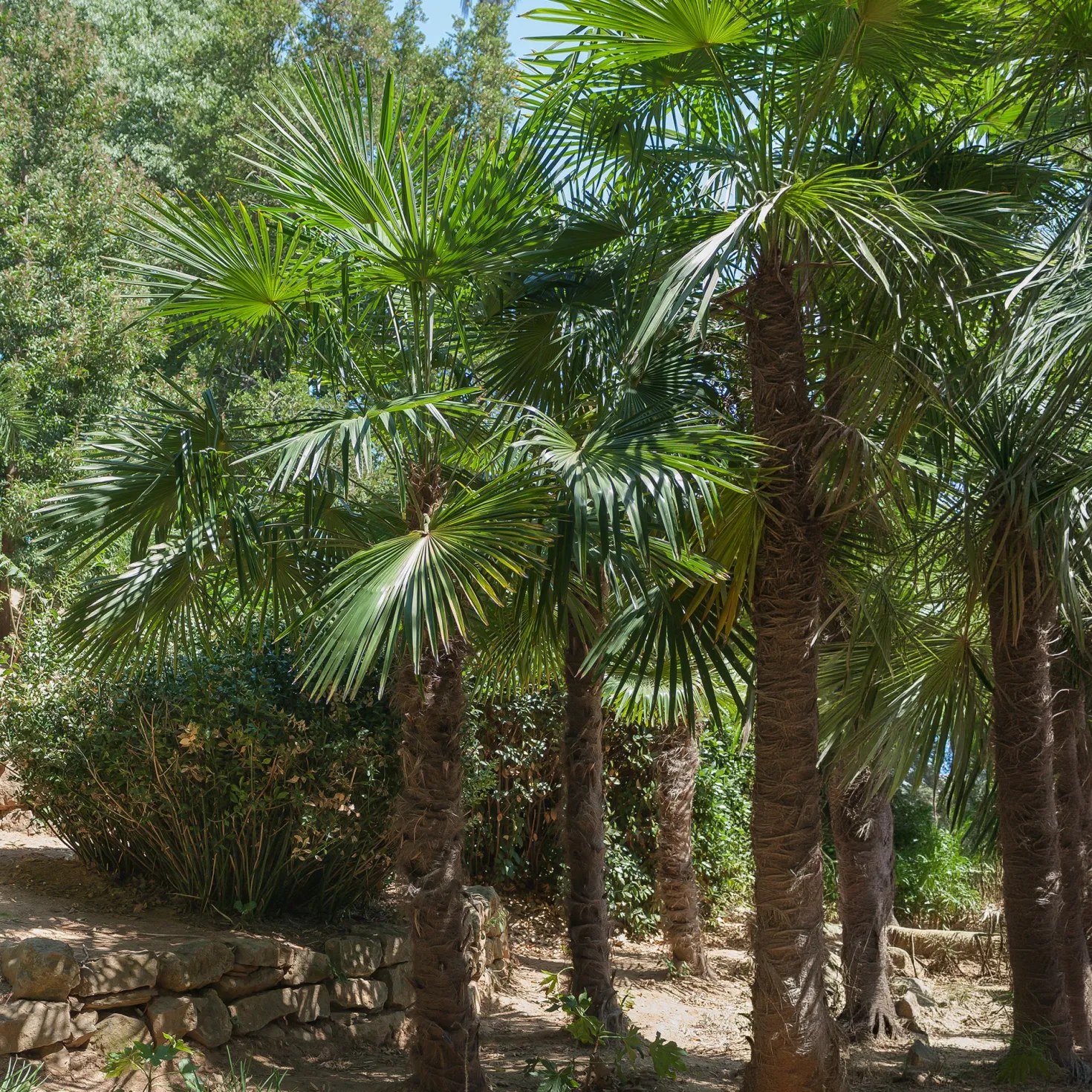 Chinesische Hanfpalme - Urlaubsfeeling im Garten