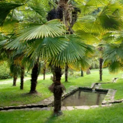Chinesische Hanfpalme - Urlaubsfeeling im Garten