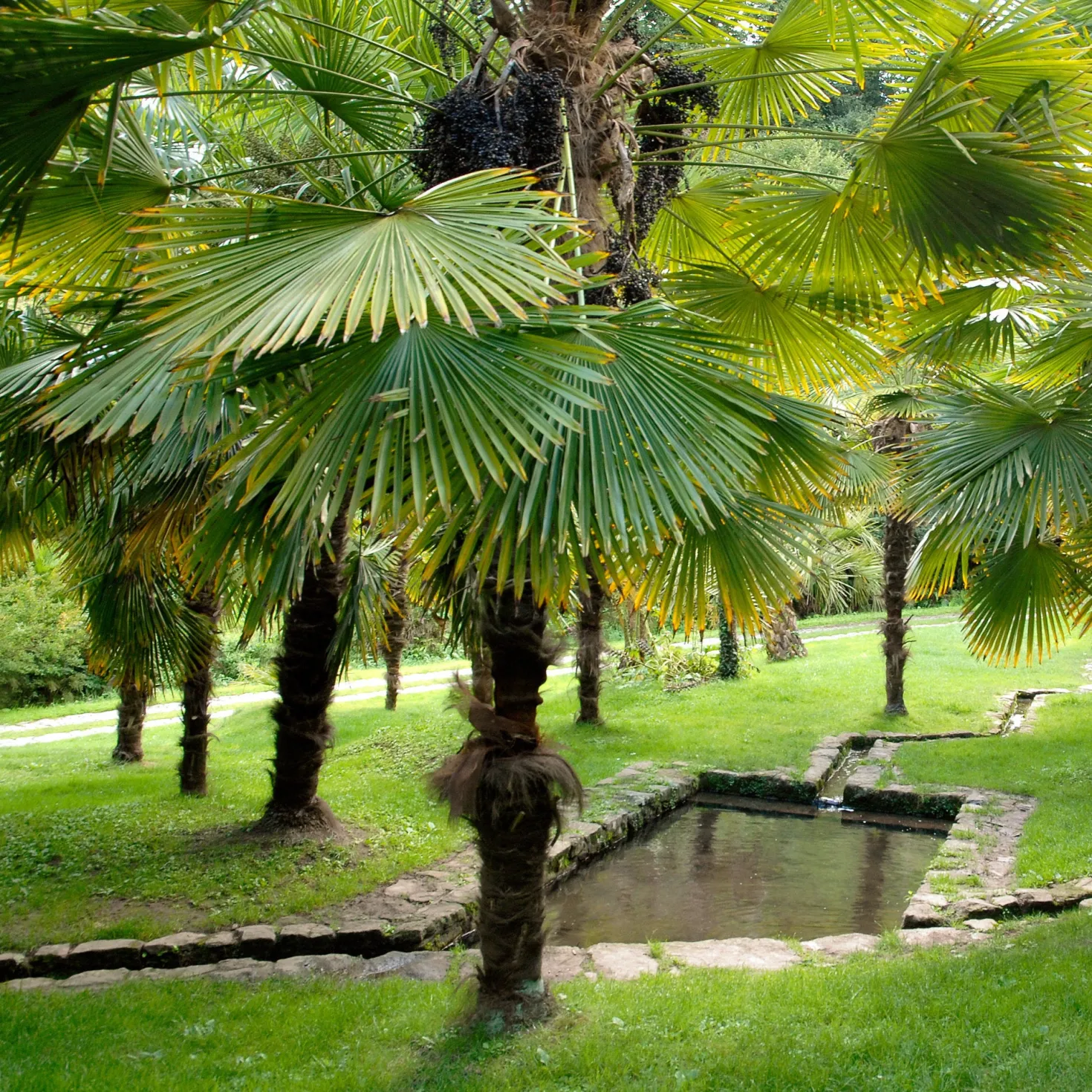 Chinesische Hanfpalme - Urlaubsfeeling im Garten