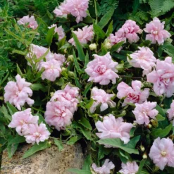 Chinesischen Zaunwinde Flore Pleno - Blütenwand im Sommer