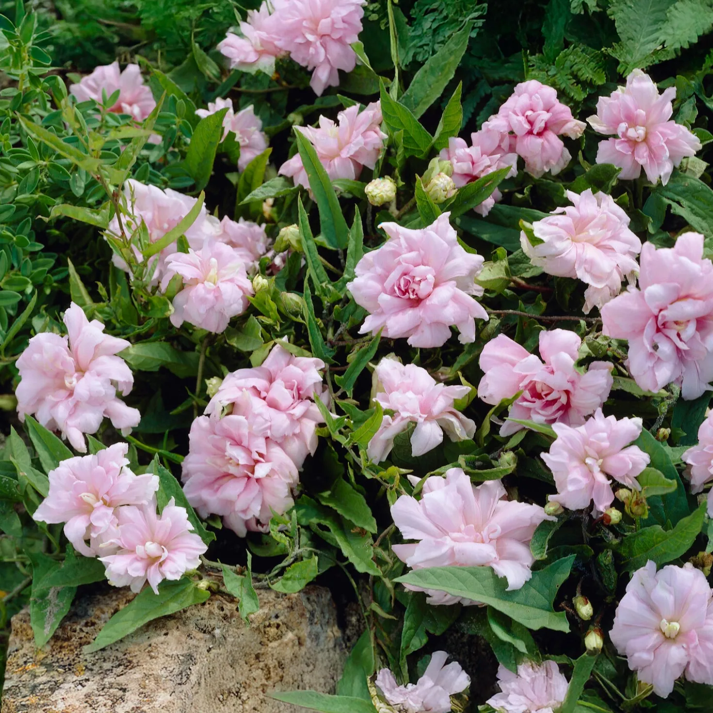 Chinesischen Zaunwinde Flore Pleno - Blütenwand im Sommer
