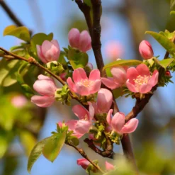 Chinesische Quitte - Exotische Früchte im Garten