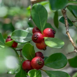 Chinesischer Guavenbaum - Exotische Früchte selbst ernten