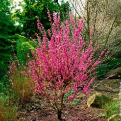 Chinesischer Judasbaum Avondale - Rosa Blütenwolke im Frühling