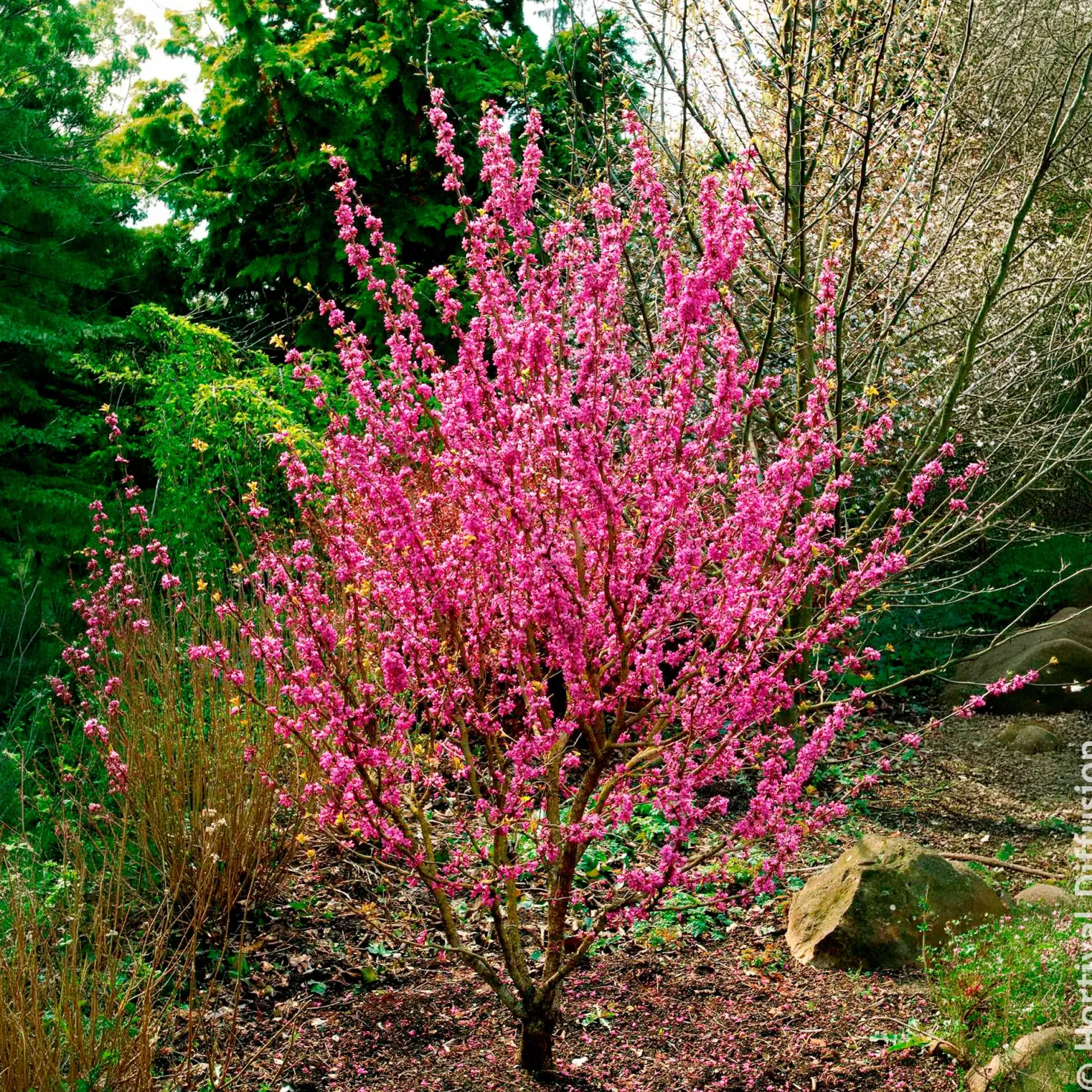 Chinesischer Judasbaum Avondale - Rosa Blütenwolke im Frühling