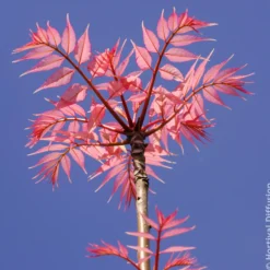 Chinesischer Surenbaum Flamingo - Rosa Frühlingstrieb, sofort ein Blickfang
