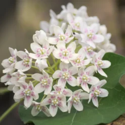 Chinesischer Wachskletterer - Duftende Blüten am Spalier