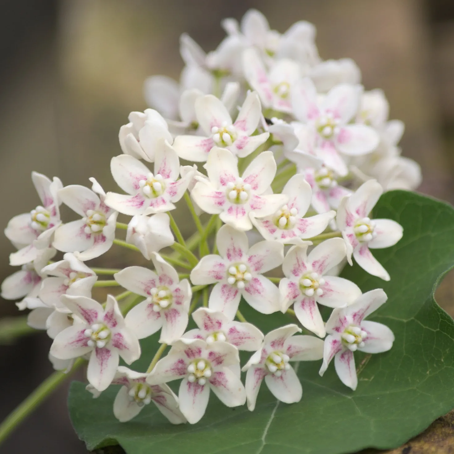 Chinesischer Wachskletterer - Duftende Blüten am Spalier