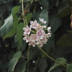 Chinesischer Wachskletterer - Duftende Blüten am Spalier