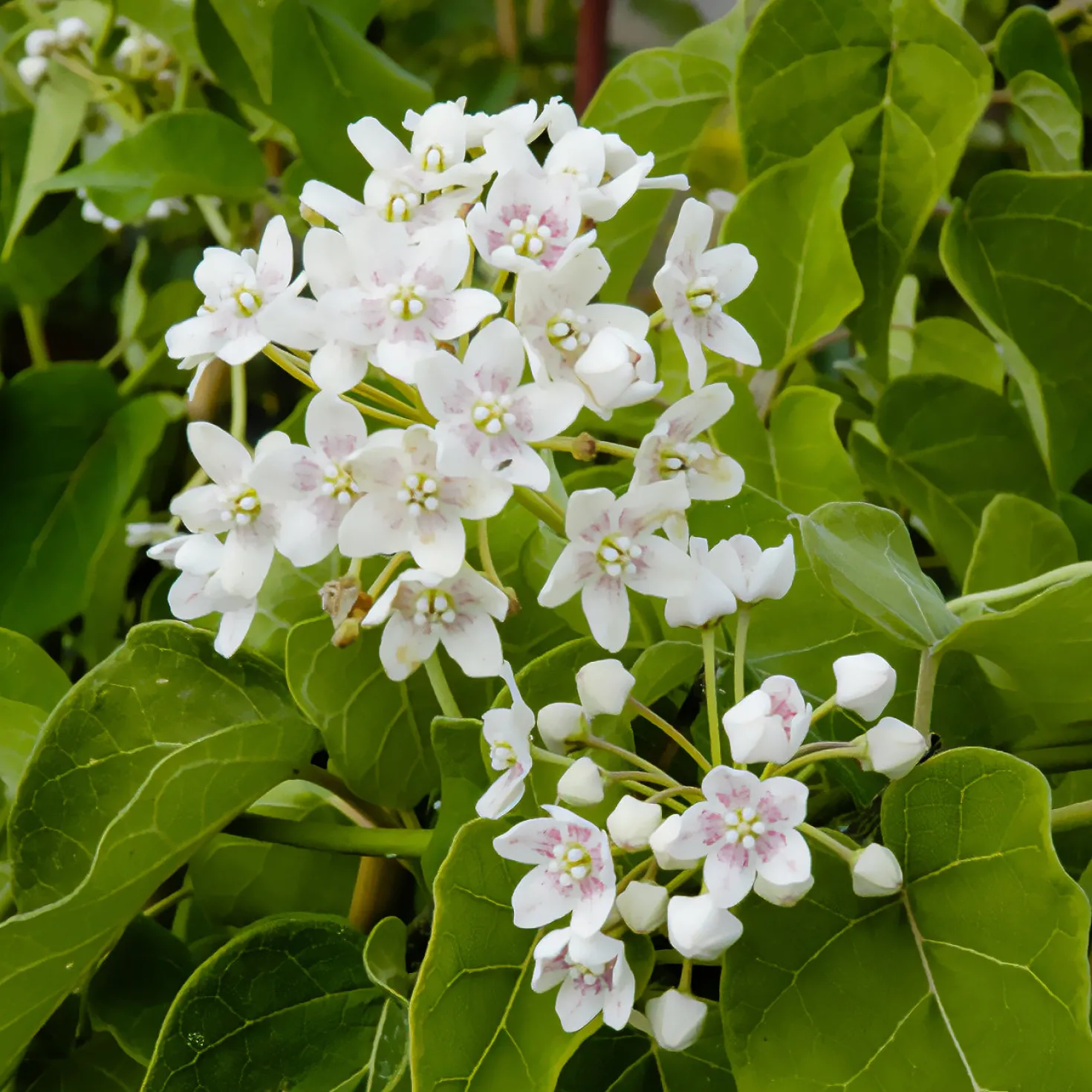 Chinesischer Wachskletterer - Duftende Blüten am Spalier