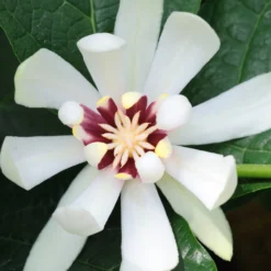 Chinesischer Wachsstrauch Venus - Große Blüten, wenig Aufwand