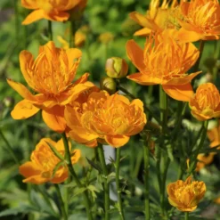 Chinesische Trollblume ‘Golden Queen’ - Leuchtorange am Feuchtplatz