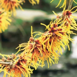 Chinesische Zaubernuss - Blüten mitten im Winter