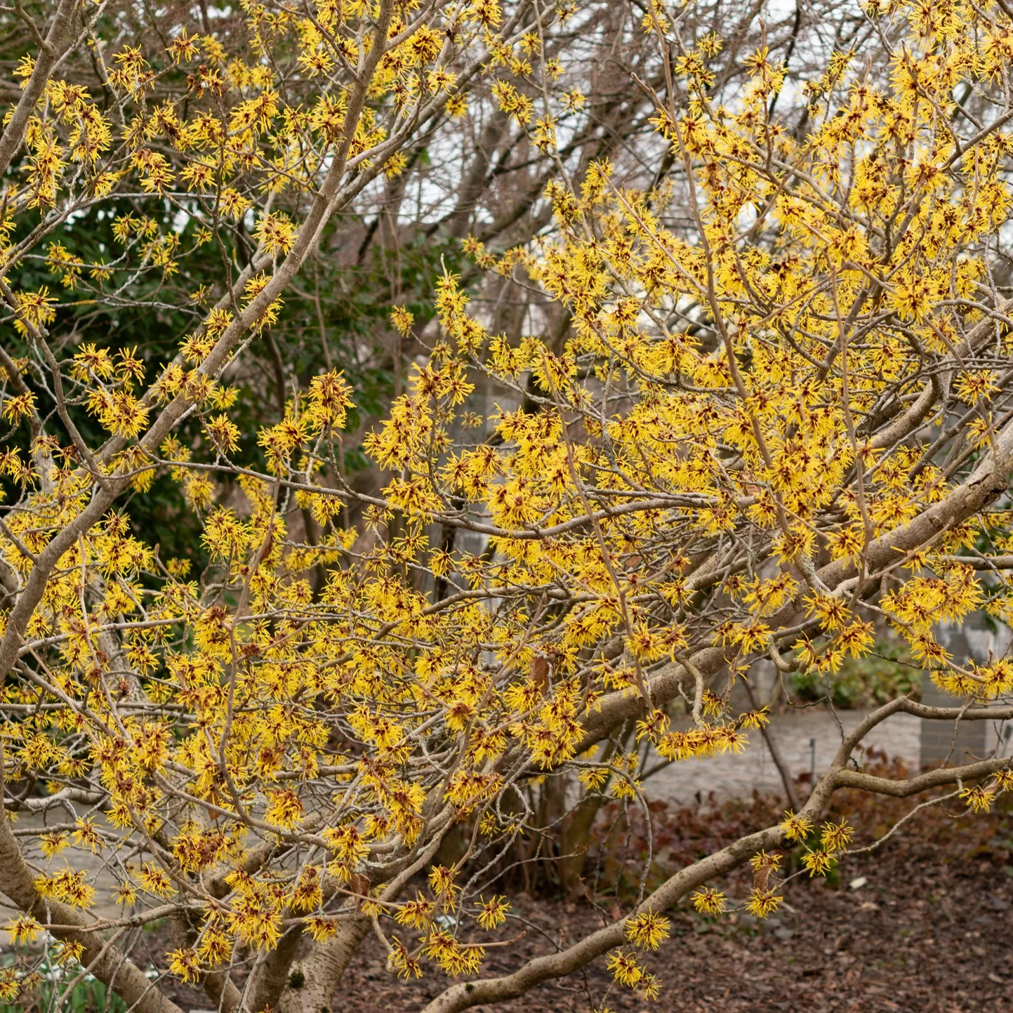 Chinesische Zaubernuss - Blüten mitten im Winter
