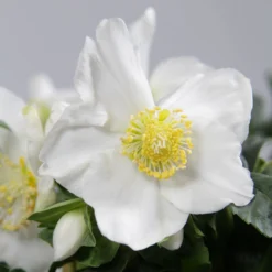 Christrose 'Christmas Carol' und sein Weihnachtstopf - Blüht mitten im Winter