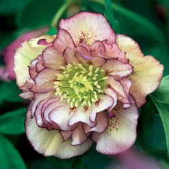Christrose Double Ellen Picotée (x2) - Blüht wenn alles schläft