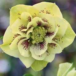 Christrosen cremefarben gefüllt (x2) - Blüten im tiefsten Winter
