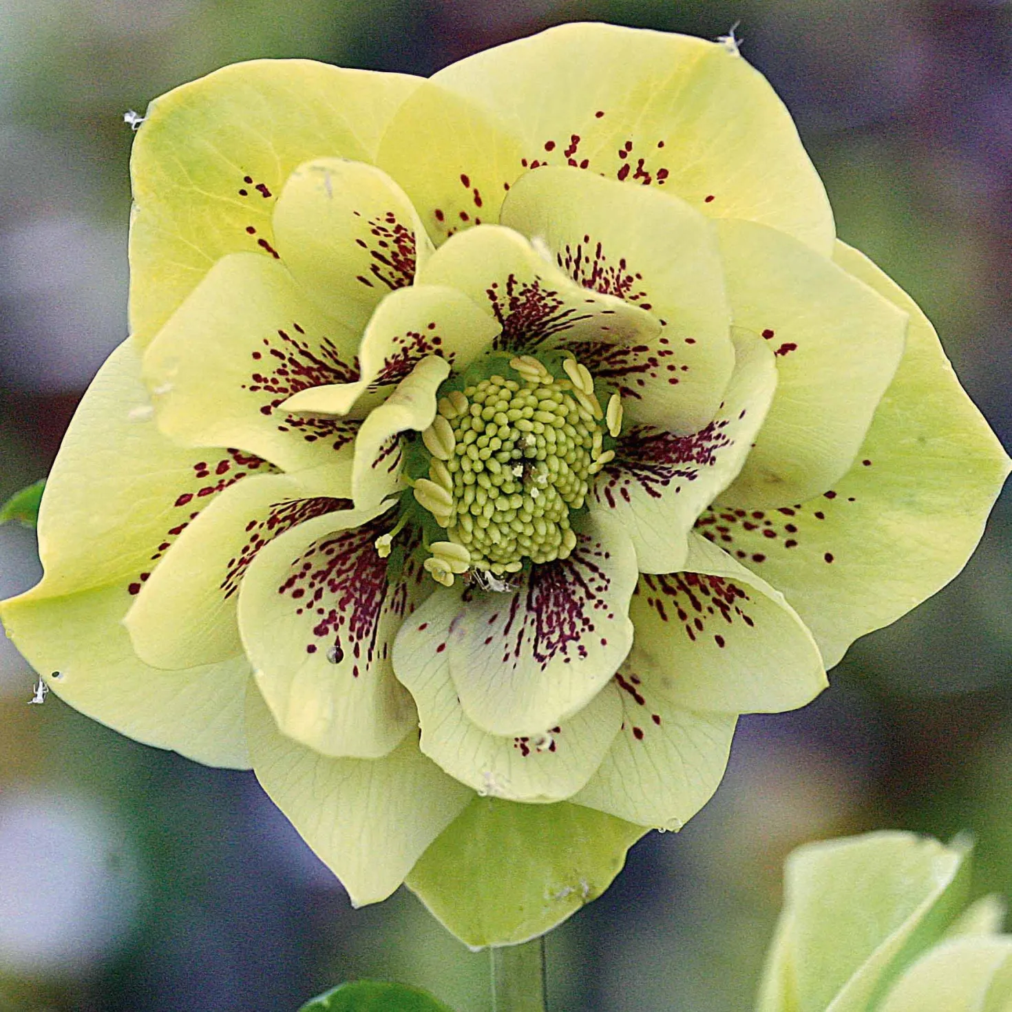 Christrosen cremefarben gefüllt (x2) - Blüten im tiefsten Winter