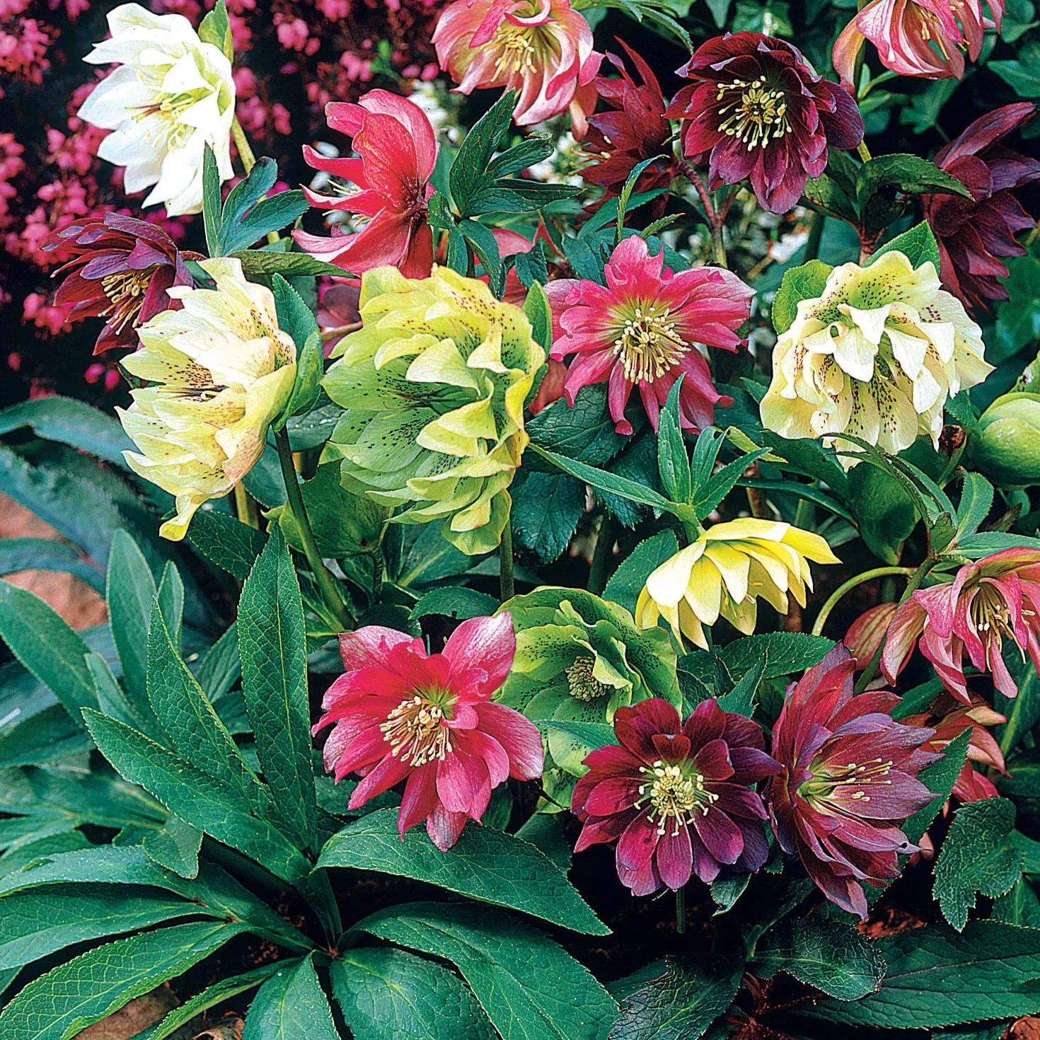 Christrosen Mischung (x3) - Blüten mitten im Winter