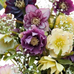 Christrosen Mischung (x3) - Blüten mitten im Winter