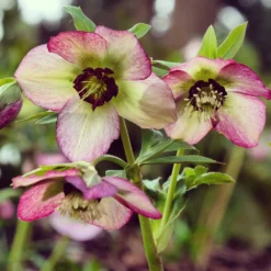 Christrose ‘Picotee’ - Blüht mitten im Winter