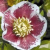 Christrose White Lady Spotted - Blüht mitten im Winter