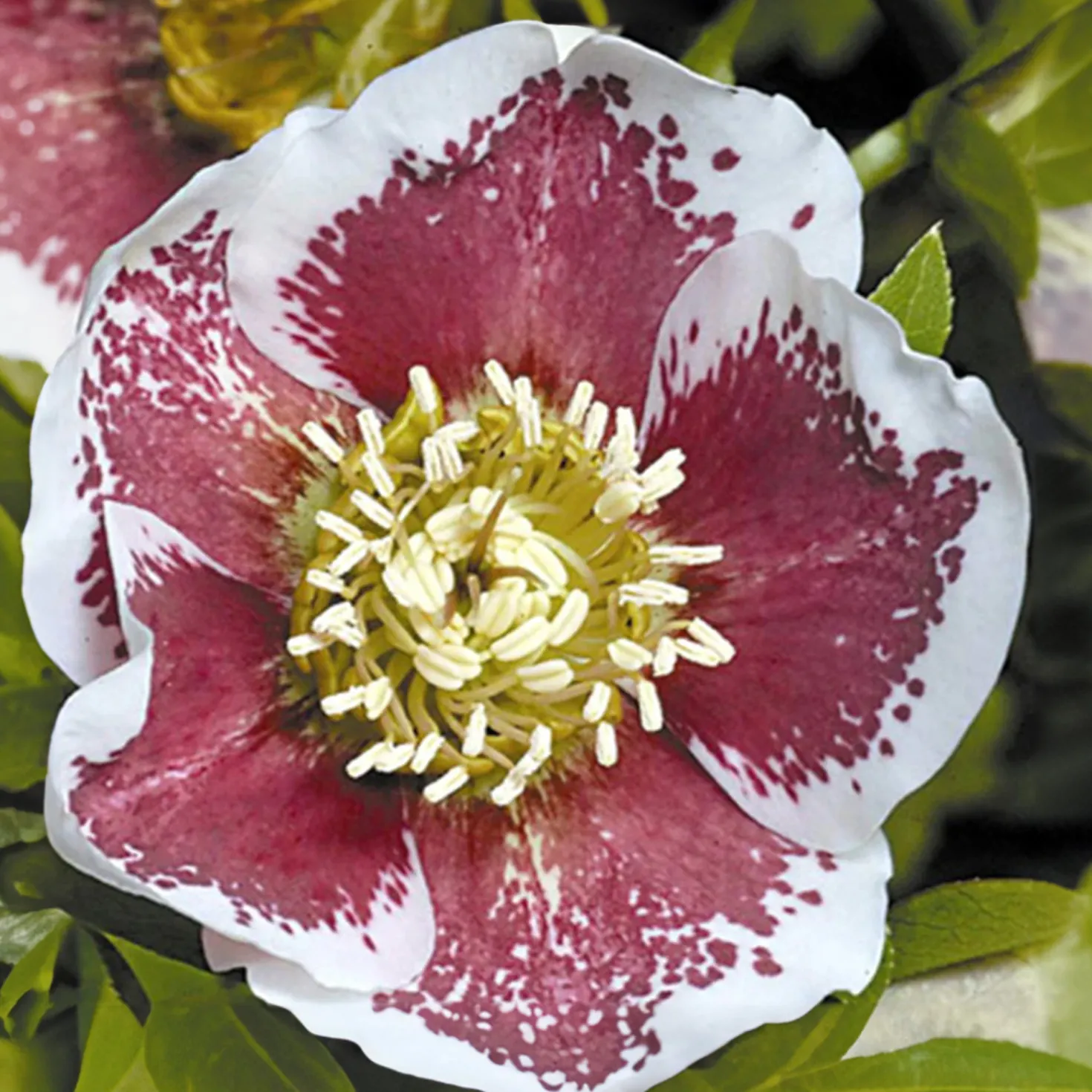 Christrose White Lady Spotted - Blüht mitten im Winter