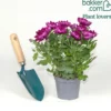 Chrysantheme Fuchsia - Farbe bis in den November